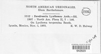 Ravenelia lysilomae image